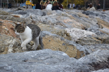 street animals in city life