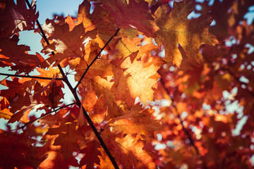 The red oak (Quercus rubra)