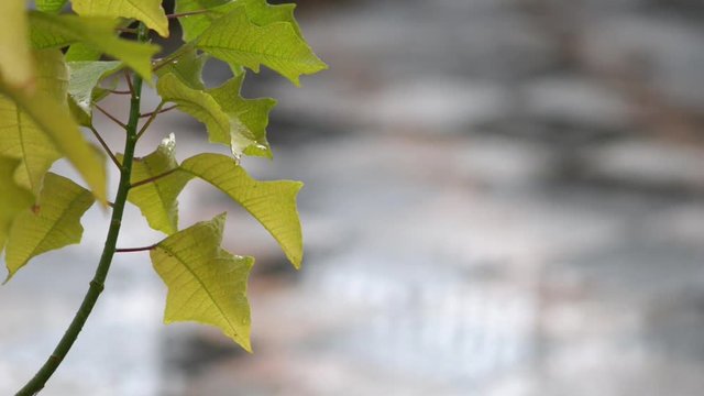 foglie sotto la pioggia