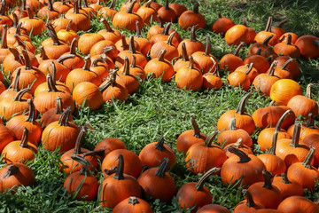 Halloween.  pumpkins with space in between to put your logo or information