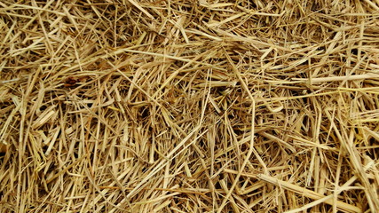 rice straw1