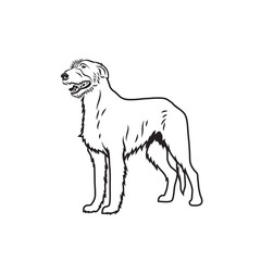 Irish wolfhound dog