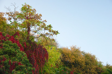 Autumn trees hanging by jziprian