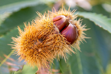 Raw chestnut hangs on a chestnut tree