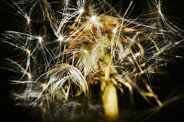 Dandelion in the flowering period is shown in close-up. Selected individual seeds with air legs, which are detached from the flower under gusts of wind. Macro, Russia, Moscow region, nature, flowers