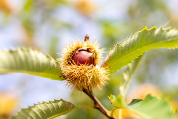 Raw chestnut hangs on a chestnut tree