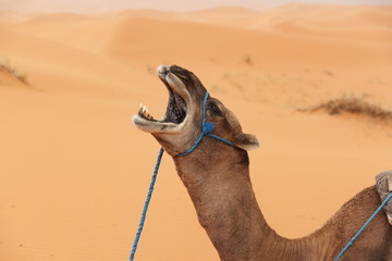 Yawning camel in desert