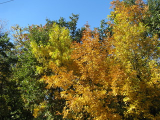 Fototapeta premium autumn