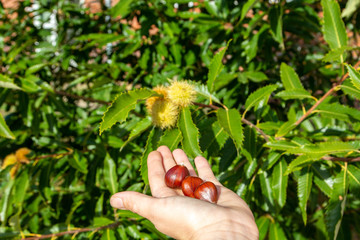 Chestnut in a hand in front of a chestnut tree
