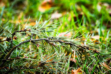 A branch of pine lies in the grass