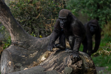 Baby gorilla running forward on top of a tree trunk with in the back an adult silverback gorilla approaching