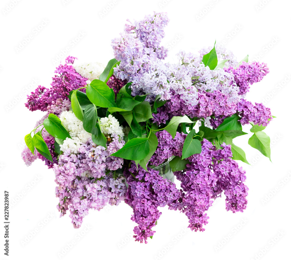 Wall mural fresh lilac flowers bouquet isolated over white background