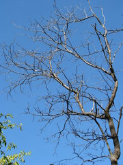 The tree