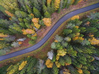 Aerial view of thick forest in autumn with road cutting through