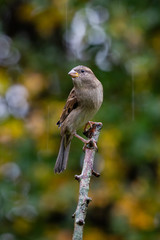 European House Sparrow (Passer domesticus) perched on branch with autumnal background