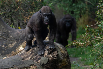 Baby gorilla running forward on top of a tree trunk with in the back an adult silverback gorilla approaching © Maarten Zeehandelaar
