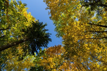 Colorful autumn leaves on the trees in nature. Slovakia