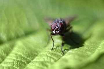 Close-up portrait of a small housefly. eyes fly. fly on a green leaf. beautiful insect. fly macrophotography