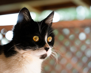 black and white cat
