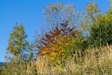 Fototapeta premium Colorful autumn leaves on the trees in nature. Slovakia