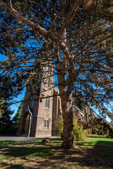 old tree in the park