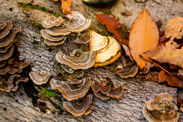 Bracket fungi growing on a tree trunk in the forest