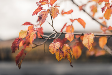 Close up of autumn leaves on a tree. 