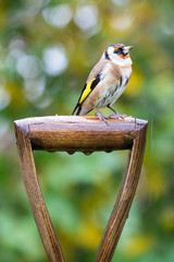 European Goldfinch (Carduelis carduelis) perched on garden fork handle with autumn background