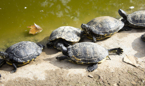 Turtles in lake