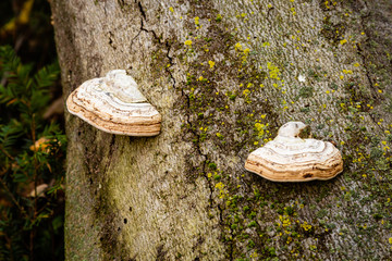 Fototapeta premium Fungal conk growing on a tree