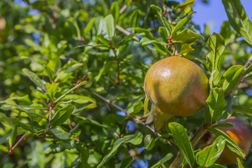 Close-up of ripening pomegranate fruit on a tree