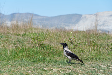 crow on grass
