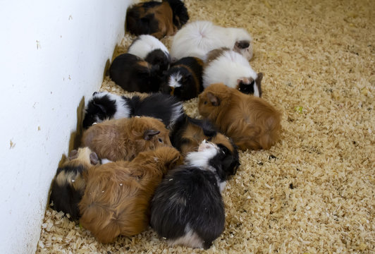 Guinea Pigs On Farm