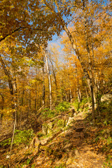 Pathway in the forest during a sunny autumn day