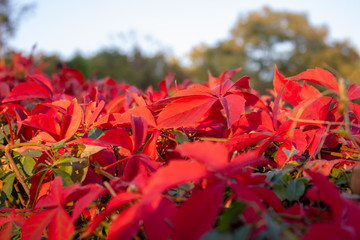 Rote Laubblätter im Herbst
