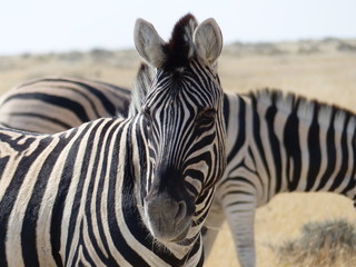 Fototapeta na wymiar Zebra Namibia