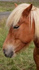 Obraz premium Porträt eines Islandpferds auf Wiese