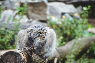 Gray funny green-eyed manul (Palas's cat) lying on the fallen tree and looking in the distance. Green natural background. Concept of wild nature, wildlife, ecosystem preservation, and beauty of nature
