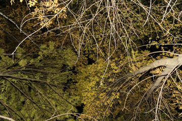 Autumn trees, branches with leaves abstract texture background