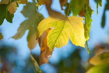 closeup of autumnal maple leaves on blue sky background