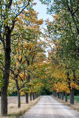 Simple Country Gravel Road in Autumn at Countryside Forest with Oak Trees Around Clouds in the Sky Alley