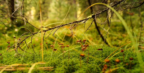 leaves in the forest