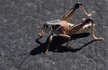 Plains Lubber Grasshopper