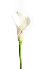 One white Cala Lily isolated on white background - obrazy, fototapety, plakaty