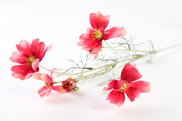 Fototapeta na wymiar sakura flowers isolated on white background