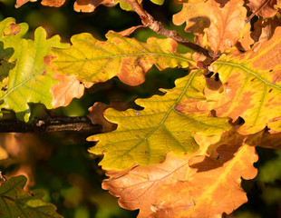 Goldgelbe Blätter geben dem goldenen Herbst die Farbe