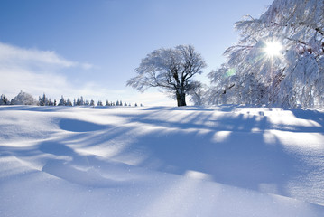 Verschneite Winterlandschaft an einem sonnigen Tag im Schwarzwald / Snowy winter landscape on a sunny day in the Black Forest - obrazy, fototapety, plakaty