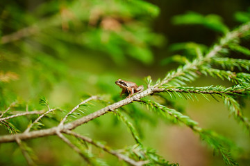 Small brown frog sitting on firtree branch covered by bright green conifer in the forest