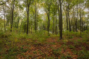 woods in autumn