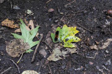 caterpilar on leaf